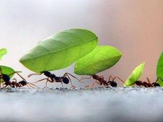 Formigas-carregando-folhas1
